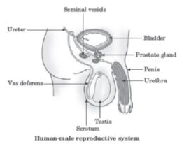 CBSE-Class-10-Science-Case-Study-Questions-How-do-Organisms-Reproduce-Assignment-9