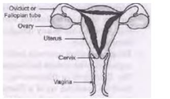 CBSE-Class-10-Science-Case-Study-Questions-How-do-Organisms-Reproduce-Assignment