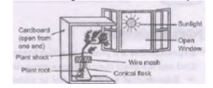 CBSE-Class-10-Science-Control-and-Coordination-Assignment-Set-C-1