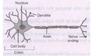 CBSE-Class-10-Science-Control-and-Coordination-Assignment-Set-C-2