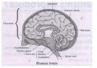 CBSE-Class-10-Science-Control-and-Coordination-Assignment-Set-C-3