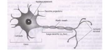 CBSE-Class-10-Science-Control-and-Coordination-Assignment-Set-C-4