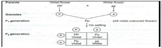 CBSE-Class-10-Science-Heredity-and-Evolution-Assignment-Set-D-1