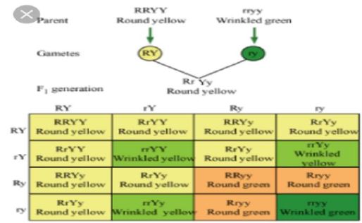 CBSE-Class-10-Science-Heredity-and-Evolution-Assignment-Set-D-2