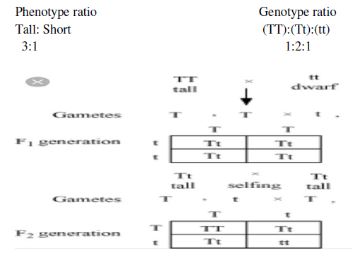 CBSE-Class-10-Science-Heredity-and-Evolution-Assignment-Set-D-3