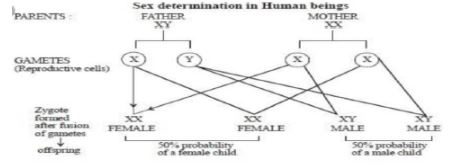 CBSE-Class-10-Science-Heredity-and-Evolution-Assignment-Set-D-4