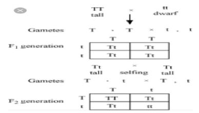 CBSE-Class-10-Science-Heredity-and-Evolution-Assignment-Set-D