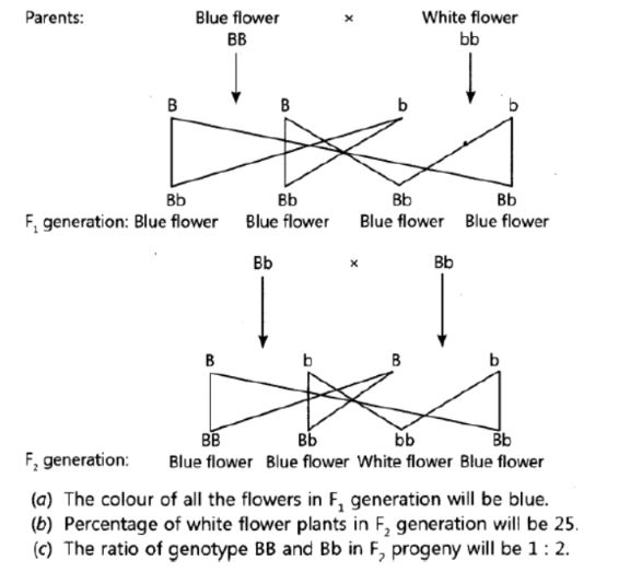 CBSE-Class-10-Science-Heredity-and-Evolution-Assignment-Set-F-2