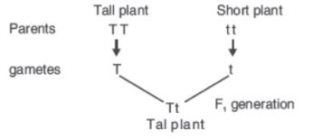 CBSE-Class-10-Science-Heredity-and-Evolution-Assignment-Set-F