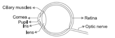 CBSE-Class-10-Science-Human-Eye-and-Colorful-World-Assignment-Set-F-6