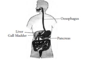 CBSE-Class-10-Science-Life-Processes-Assignment-Set-D-11