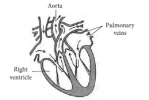 CBSE-Class-10-Science-Life-Processes-Assignment-Set-D-4