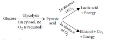 CBSE-Class-10-Science-Life-Processes-Assignment-Set-D-5