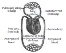 CBSE-Class-10-Science-Life-Processes-Assignment-Set-D-6