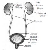 CBSE-Class-10-Science-Life-Processes-Assignment-Set-D-8