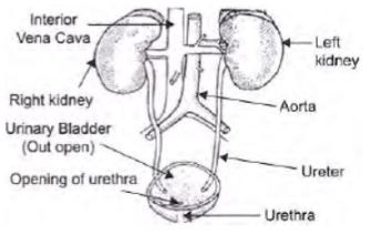 CBSE-Class-10-Science-Life-Processes-Assignment-Set-D