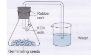 CBSE-Class-10-Science-Practical-Based-MCQs-1