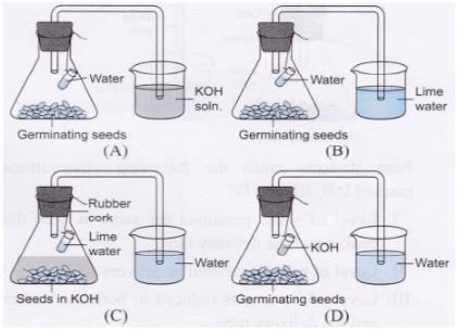 CBSE-Class-10-Science-Practical-Based-MCQs-2