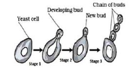 CBSE-Class-10-Science-Practical-Based-MCQs-6
