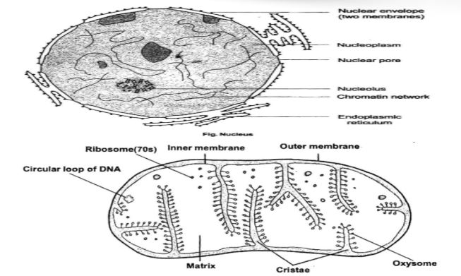 CBSE-Class-10-Social-Science-Federalism-Notes-Set-B-2