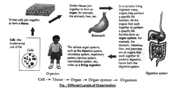CBSE-Class-10-Social-Science-Federalism-Notes-Set-B-3