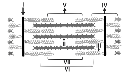 CBSE-Class-11-Biology-Locomotion-and-Movement-MCQs-Set-E-1