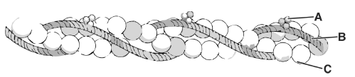 CBSE-Class-11-Biology-Locomotion-and-Movement-MCQs-Set-E-2