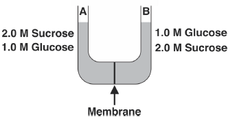 CBSE-Class-11-Biology-Transport-In-Plants-MCQs-Set-C