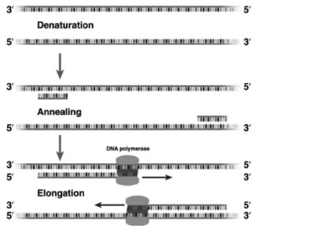 CBSE-Class-12-Biology-Biotechnology-Principles-and-Processes-Assignment-Set-C