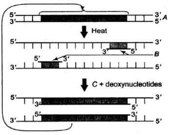 CBSE-Class-12-Biology-Biotechnology-Principles-and-Processes-Assignment-Set-D