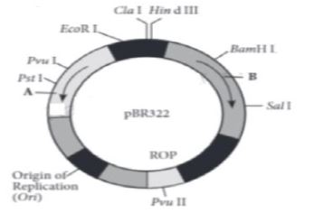 CBSE-Class-12-Biology-Biotechnology-Principles-and-Processes-MCQs-Set-E-1