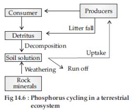 CBSE-Class-12-Biology-Ecosystem-Assignment-Set-C-10