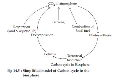 CBSE-Class-12-Biology-Ecosystem-Assignment-Set-C-11