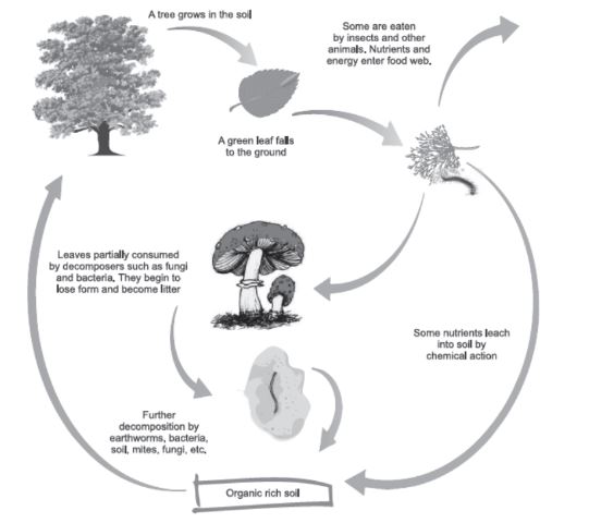 CBSE-Class-12-Biology-Ecosystem-Assignment-Set-C