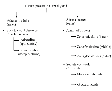 CBSE-Class-12-Biology-Endocrine-System-Notes-2