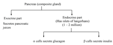 CBSE-Class-12-Biology-Endocrine-System-Notes-3