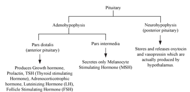 CBSE-Class-12-Biology-Endocrine-System-Notes-5