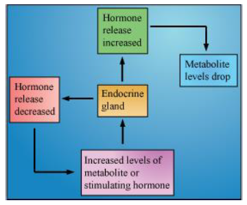 CBSE-Class-12-Biology-Endocrine-System-Notes-6