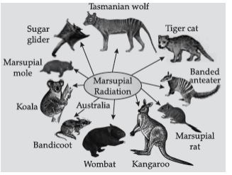CBSE-Class-12-Biology-Evolution-Assignment-Set-D