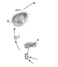 CBSE-Class-12-Biology-Human-Health-and-Disease-Assignment-Set-C