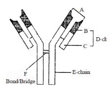CBSE-Class-12-Biology-Human-Health-and-Disease-MCQs-Set-E-1