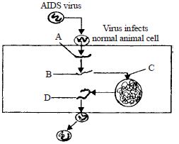 CBSE-Class-12-Biology-Human-Health-and-Disease-MCQs-Set-E