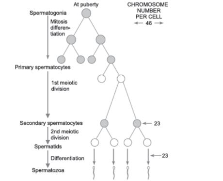 CBSE-Class-12-Biology-Human-Reproduction-Assignment-Set-C-1