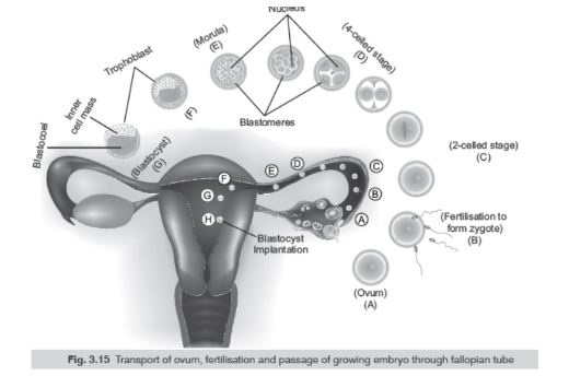 CBSE-Class-12-Biology-Human-Reproduction-Assignment-Set-C-3