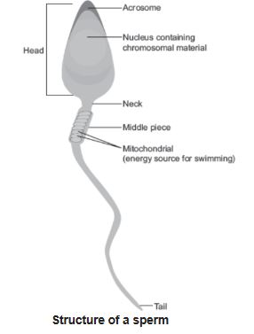CBSE-Class-12-Biology-Human-Reproduction-Assignment-Set-C-4