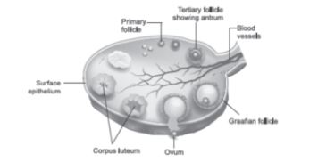 CBSE-Class-12-Biology-Human-Reproduction-Assignment-Set-C