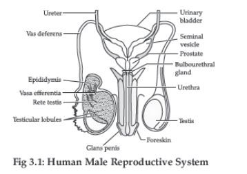CBSE-Class-12-Biology-Human-Reproduction-Assignment-Set-D-10
