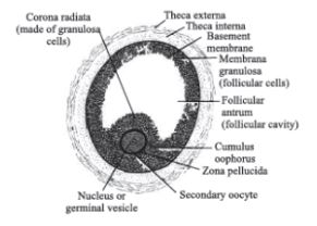 CBSE-Class-12-Biology-Human-Reproduction-Assignment-Set-D-12