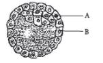 CBSE-Class-12-Biology-Human-Reproduction-Assignment-Set-D-2
