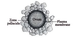 CBSE-Class-12-Biology-Human-Reproduction-Assignment-Set-D-5